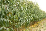 Саженцы плодовых деревьев - Питомническое хозяйство WIECZOREK 