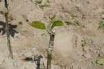 Саженцы плодовых деревьев - Питомническое хозяйство WIECZOREK 