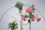 Розы - Подвои для роз - Питомническое хозяйство WIECZOREK